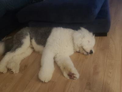 IKC Registered Old English Sheepdog for stud.