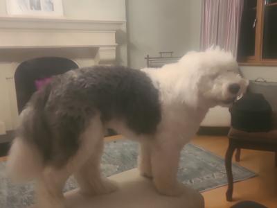 IKC Registered Old English Sheepdog for stud.