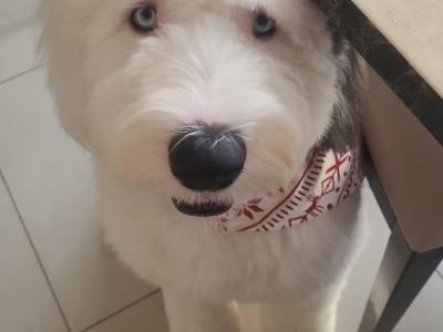 IKC Registered Old English Sheepdog for stud.