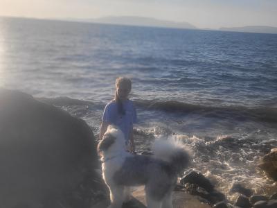 IKC Registered Old English Sheepdog for stud.
