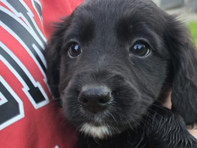 Cocker Spaniel x Border Collie puppies for sale in Tipperary