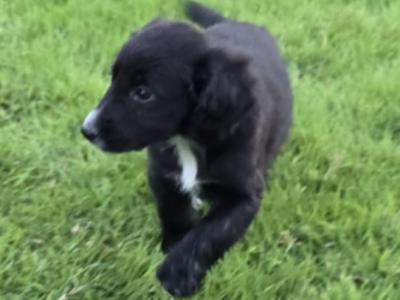 Cocker Spaniel x Border Collie puppies for sale in Tipperary