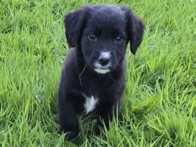 Cocker Spaniel x Border Collie puppies for sale in Tipperary