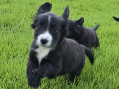 Cocker Spaniel x Border Collie puppies for sale in Tipperary