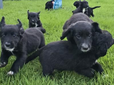 Cocker Spaniel x Border Collie puppies for sale in Tipperary
