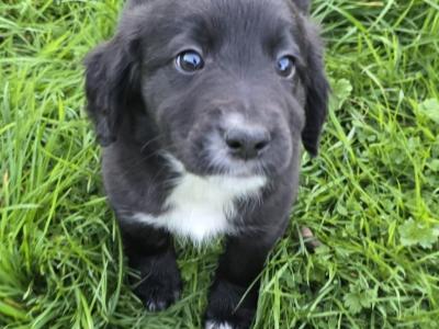 Cocker Spaniel x Border Collie puppies for sale in Tipperary