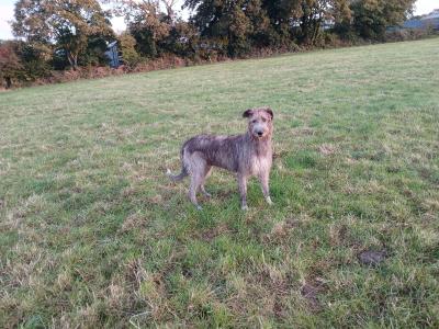 IKC Registered Irish Wolfhound puppies in in Tipperary