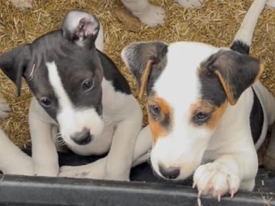 4 Parson Russell x puppies in Limerick