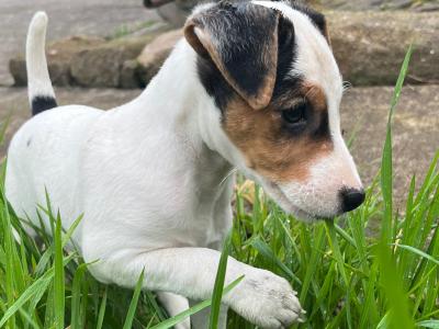 4 Parson Russell x puppies in Limerick