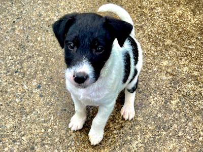 4 Parson Russell x puppies in Limerick