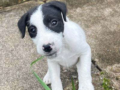 4 Parson Russell x puppies in Limerick