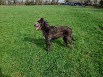 IKC Registered Irish Wolfhound puppies in in Tipperary