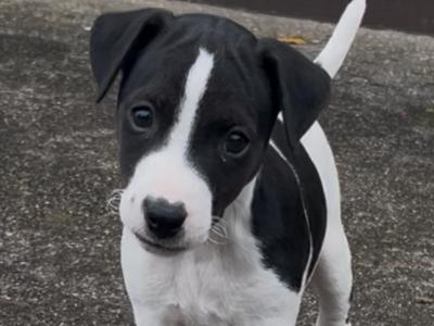 4 Parson Russell x puppies in Limerick