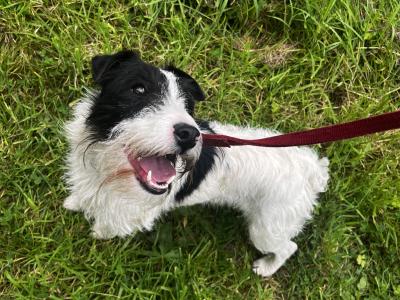 4 Parson Russell x puppies in Limerick