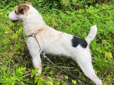4 Parson Russell x puppies in Limerick