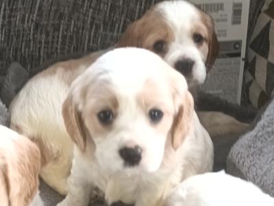 Cockaliver - Calvier King Charles x Cocker Spaniel puppies