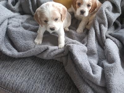 Cockaliver - Calvier King Charles x Cocker Spaniel puppies