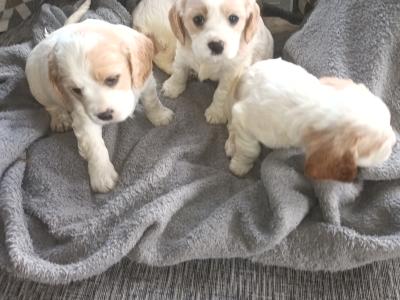 Cockaliver - Calvier King Charles x Cocker Spaniel puppies