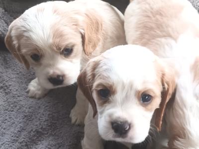 Cockaliver - Calvier King Charles x Cocker Spaniel puppies