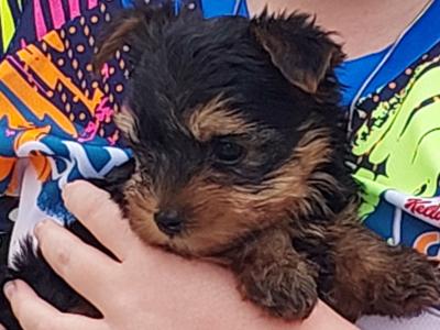 Teacup Yorkshire Terrier puppies in Meath