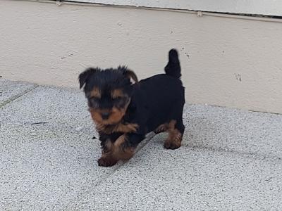 Teacup Yorkshire Terrier puppies in Meath