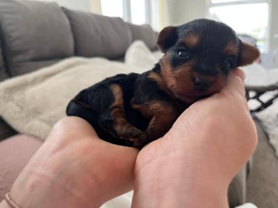 Teacup Yorkshire Terrier puppies in Meath