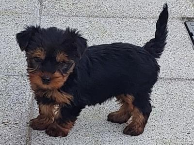 Teacup Yorkshire Terrier puppies in Meath
