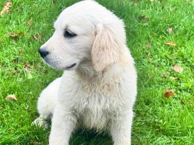 IKC registered Gorgeous Golden Retriever puppies