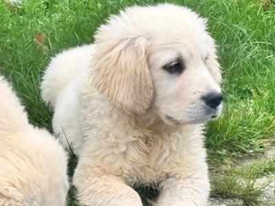 IKC registered Gorgeous Golden Retriever puppies