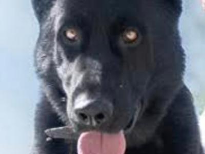 IKC Registered Elite Working German Shepherd puppies
