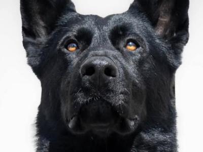 IKC Registered Elite Working German Shepherd puppies
