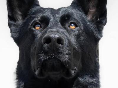 IKC Registered Elite Working German Shepherd puppies in Limerick