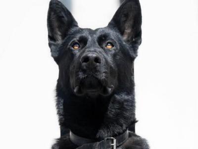 IKC Registered Elite Working German Shepherd puppies