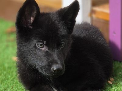 IKC Registered Elite Working German Shepherd puppies in Limerick