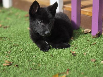 IKC Registered Elite Working German Shepherd puppies