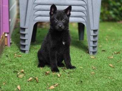 IKC Registered Elite Working German Shepherd puppies