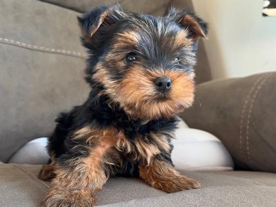 2 beautiful Yorkshire Terrier puppies
