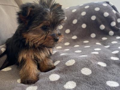 2 beautiful Yorkshire Terrier puppies