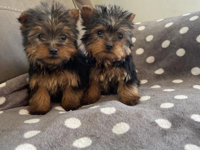 2 beautiful Yorkshire Terrier puppies