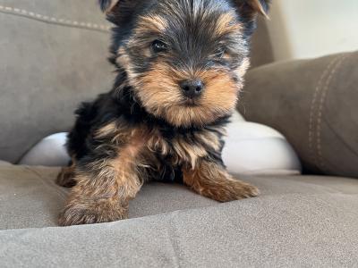 2 beautiful Yorkshire Terrier puppies