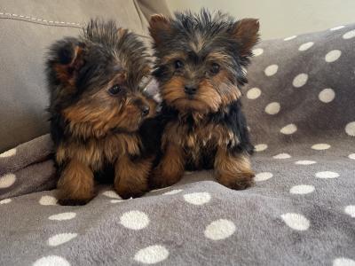 2 beautiful Yorkshire Terrier puppies