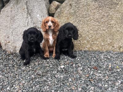 Cockalier puppies (Cocker Spaniel and Cavalier King Charles)