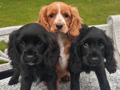 Cockalier puppies (Cocker Spaniel and Cavalier King Charles)