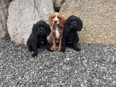 Cockalier puppies (Cocker Spaniel and Cavalier King Charles)