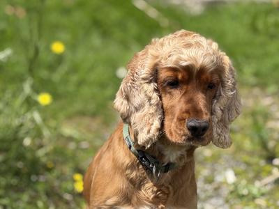 🐾 Archie Cocker Spaniel – First Time Stud 🐾