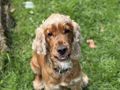 🐾 Archie Cocker Spaniel – First Time Stud 🐾