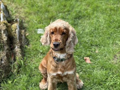 🐾 Archie Cocker Spaniel – First Time Stud 🐾