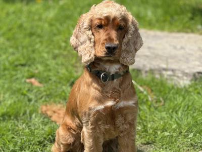 🐾 Archie Cocker Spaniel – First Time Stud 🐾