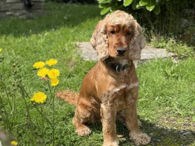 🐾 Archie Cocker Spaniel – First Time Stud 🐾