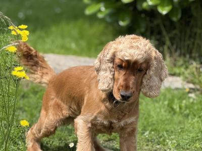 🐾 Archie Cocker Spaniel – First Time Stud 🐾